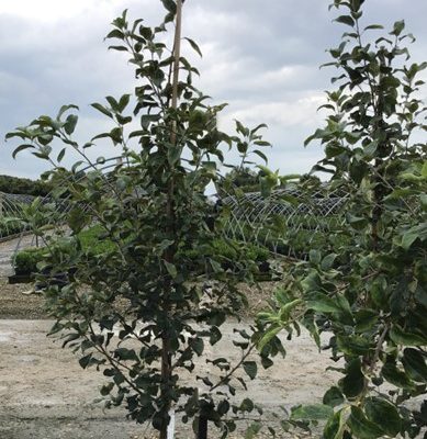 Honeycrisp Apple (Malus 'Fruit Honeycrisp') - 2 gallon 36"