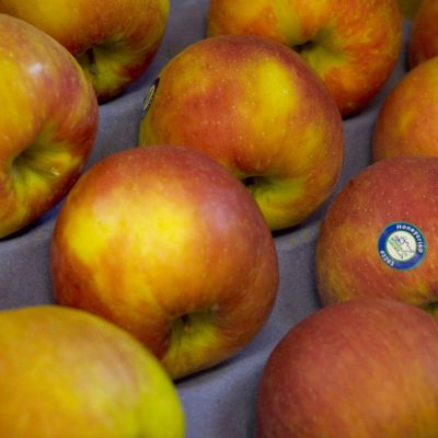 Honeycrisp Apple (Malus 'Fruit Honeycrisp') - 5 gallon 60"