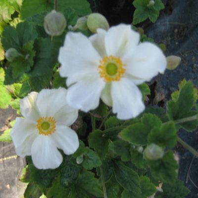 Honorine Jobert Windflower (Anemone x hybrida 'Honorine Jobert') - 1 gallon