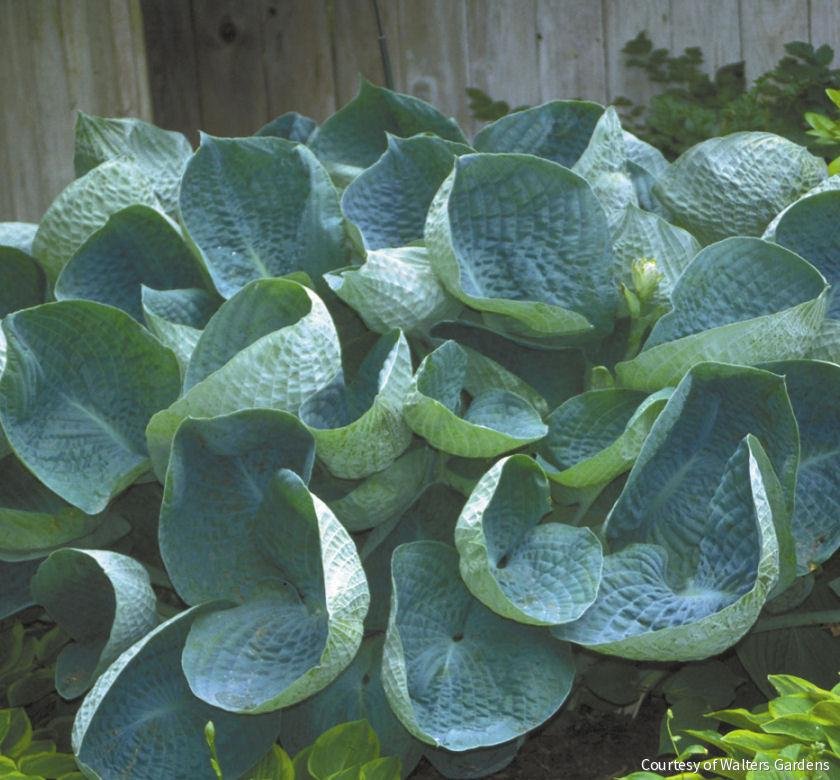 Hosta 'Abiqua Drinking Gourd'