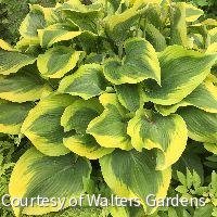 Hosta 'Atlantis'