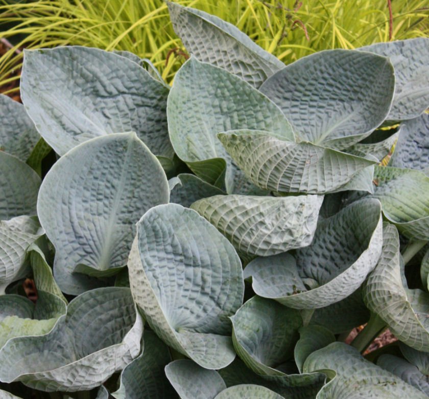 Hosta 'Big Daddy' - Image 2