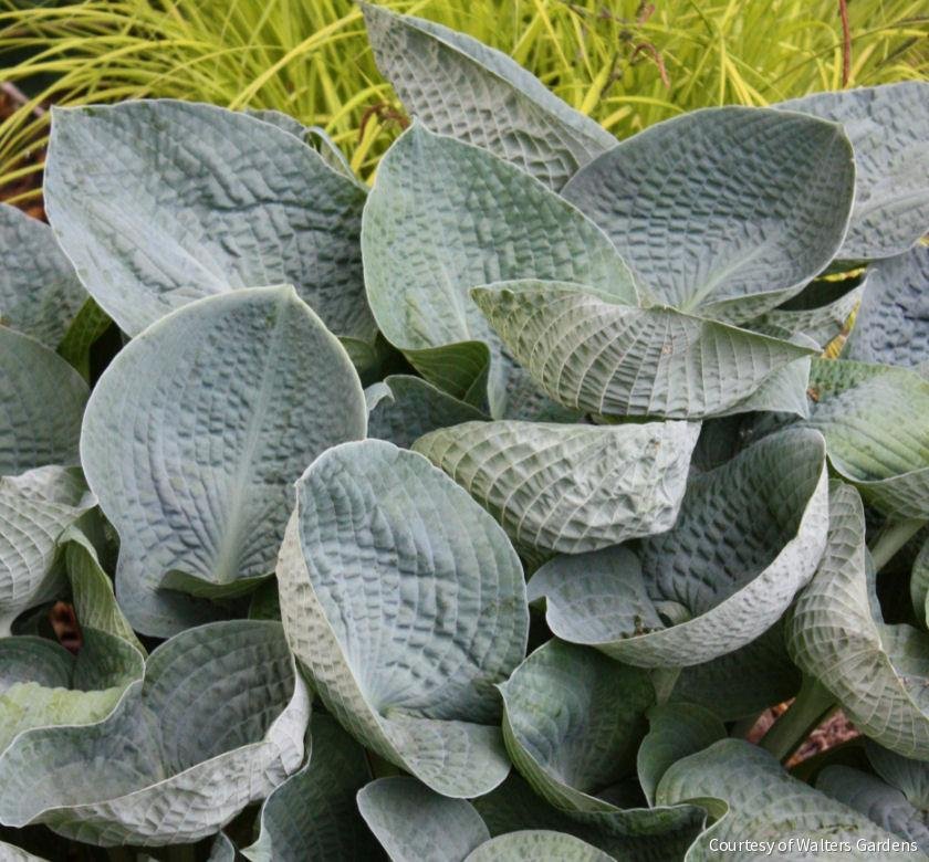 Hosta 'Big Daddy'