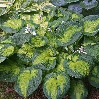 Hosta 'Brother Stefan' - Image 2
