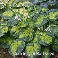 Hosta 'Brother Stefan'