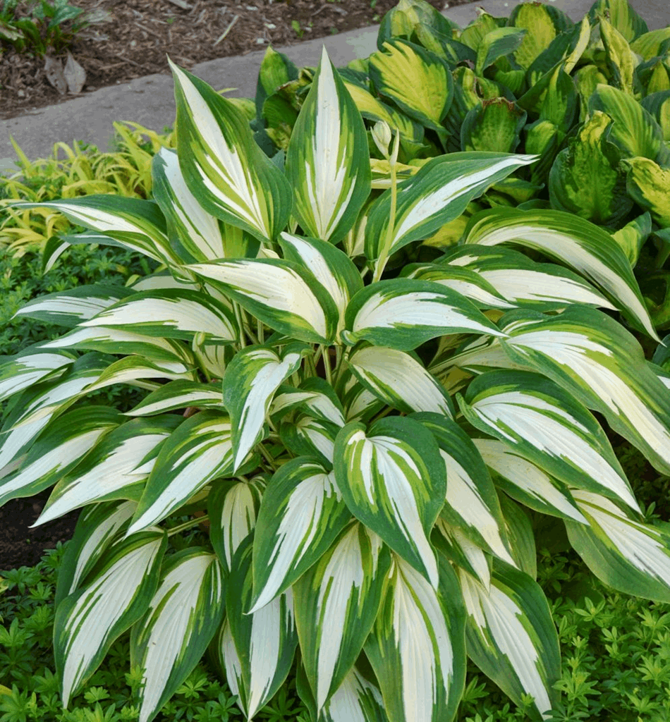 Hosta 'Cool As a Cucumber' - Image 2