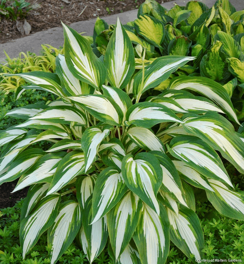 Hosta 'Cool As a Cucumber'