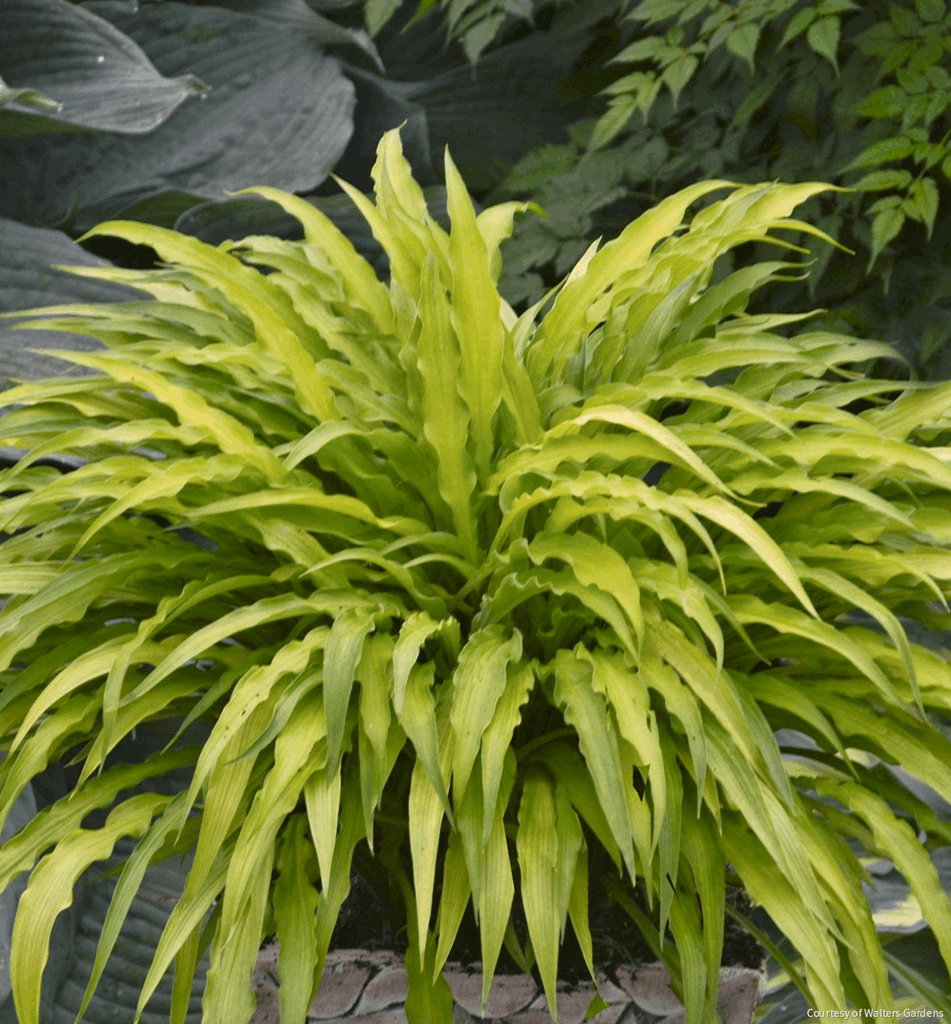Hosta 'Curly Fries'