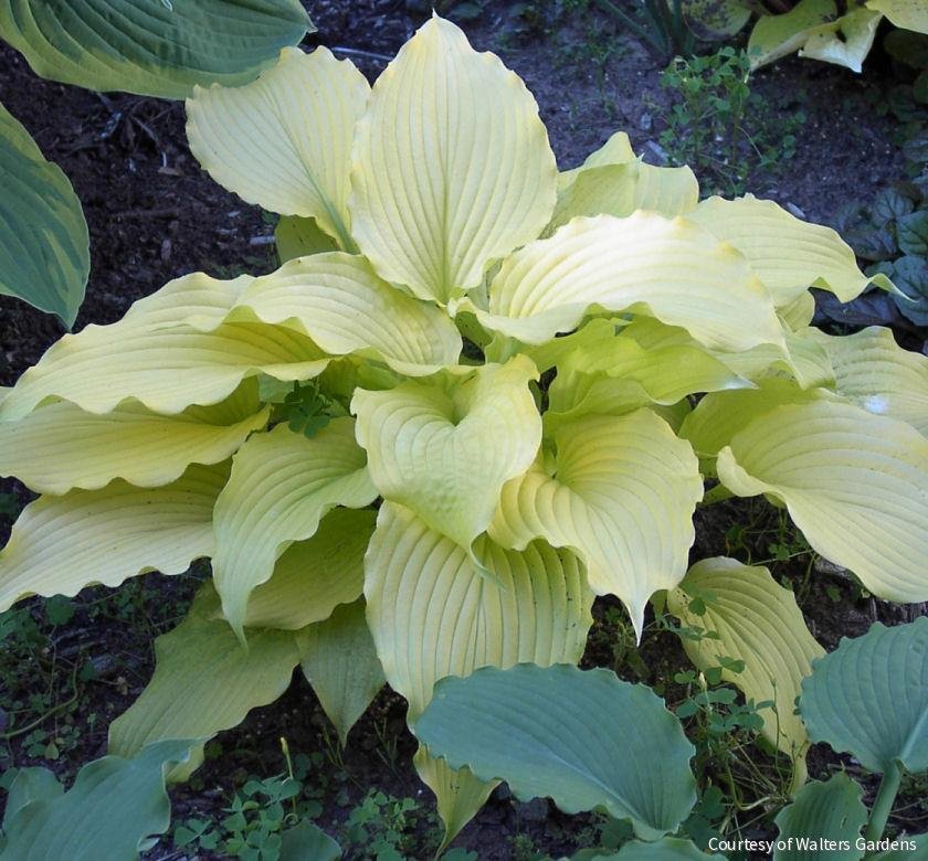 Hosta 'Dancing Queen'