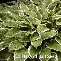 Hosta 'Francee'