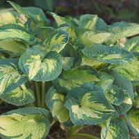 Hosta 'Great Expectations' - Image 2