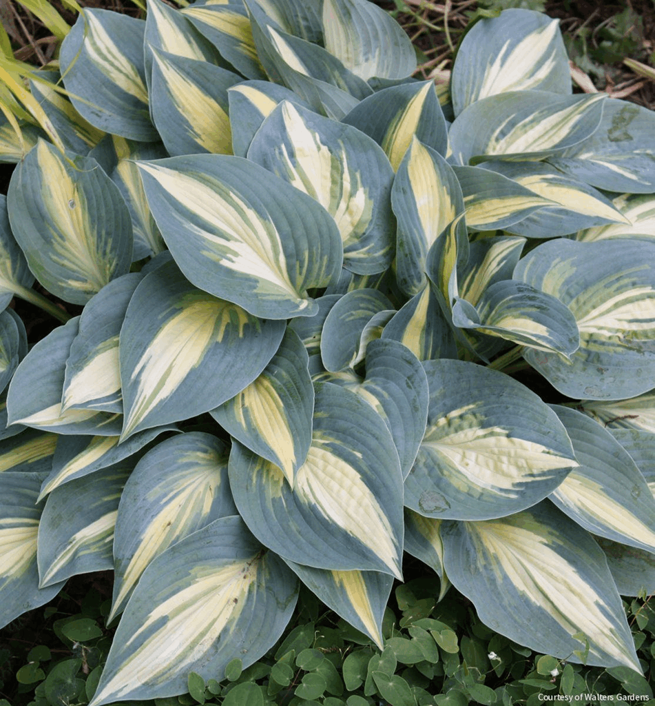 Hosta 'High Society'