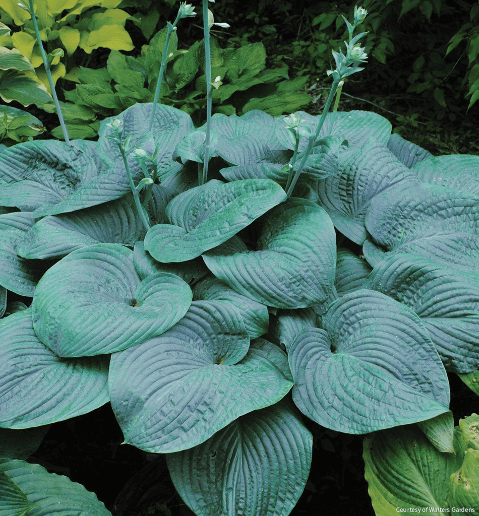 Hosta 'Humpback Whale'