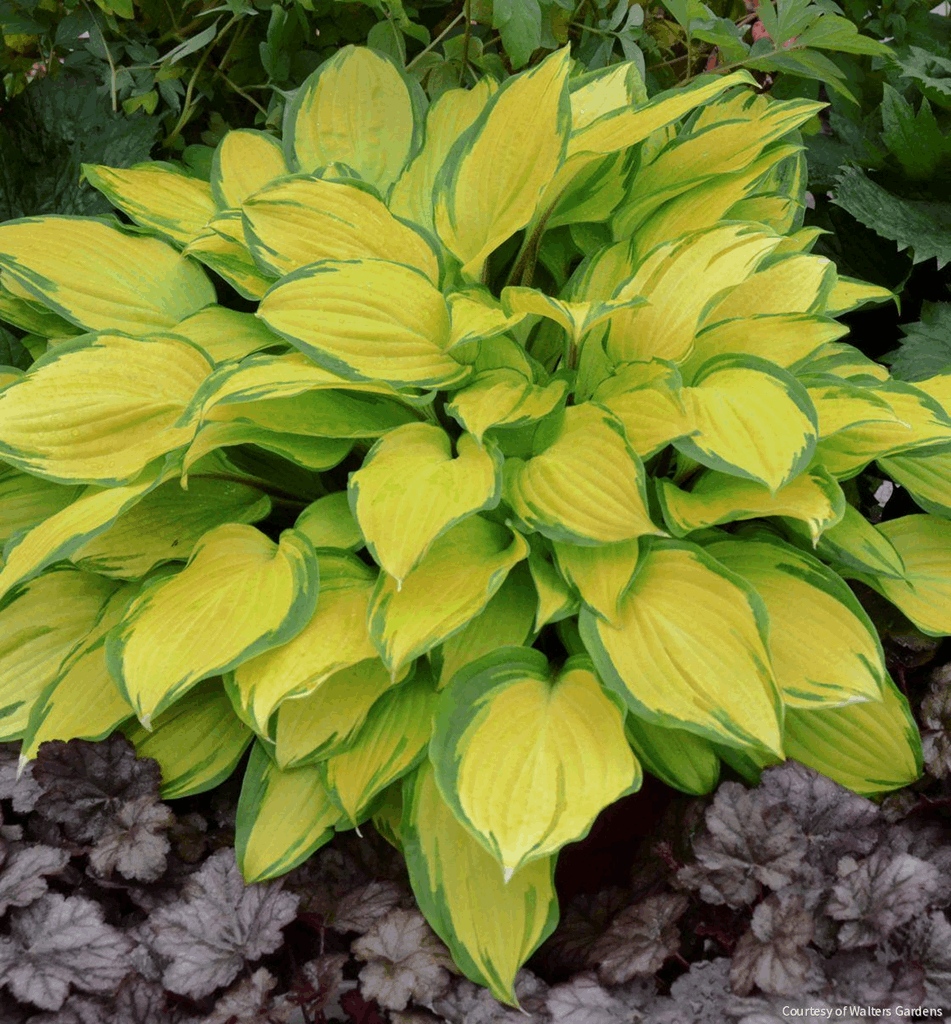 Hosta 'Island Breeze'