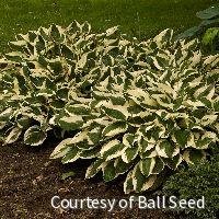 Hosta 'Patriot'