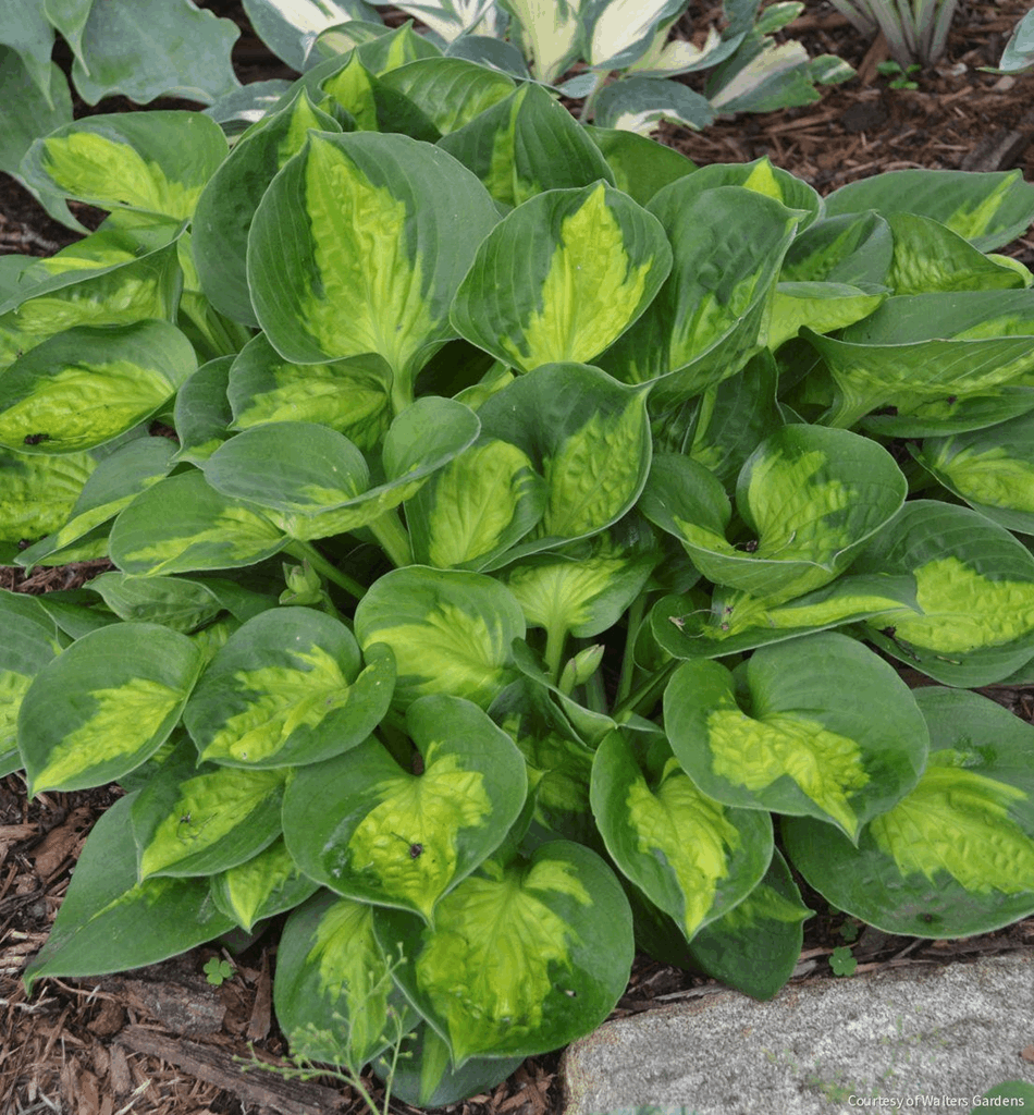 Hosta 'Pocketful Of Sunshine'