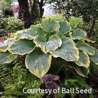 Hosta 'Sagae'