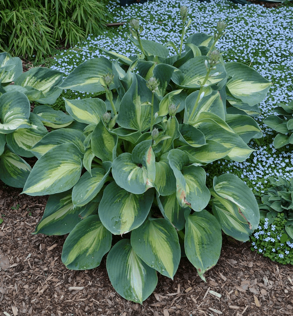 Hosta Shadowland® 'Hudson Bay' - Image 2