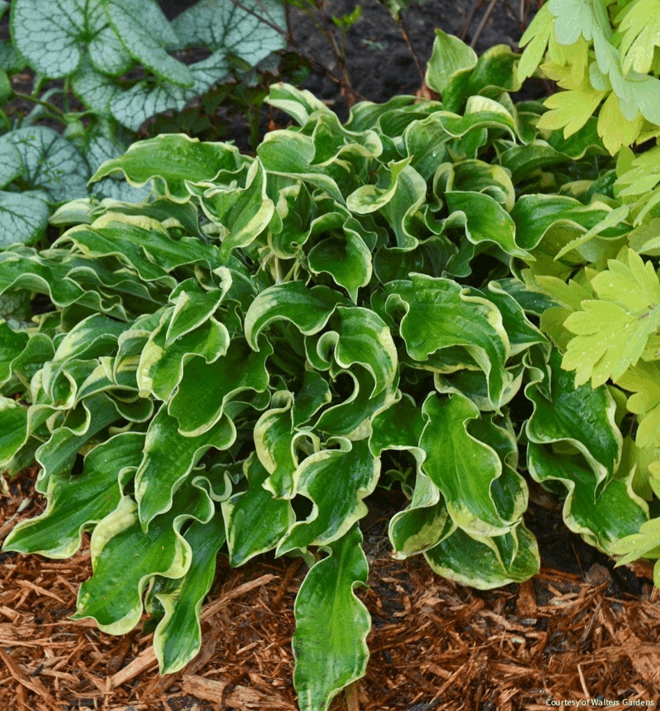 Hosta Shadowland® 'Wheee!'