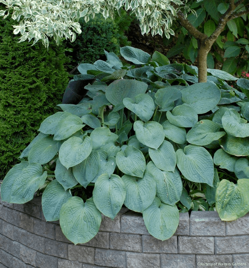 Hosta sieboldiana 'Elegans'