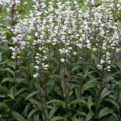 Husker Red Beardtongue (Penstemon digitalis 'Husker Red') - 1 gallon