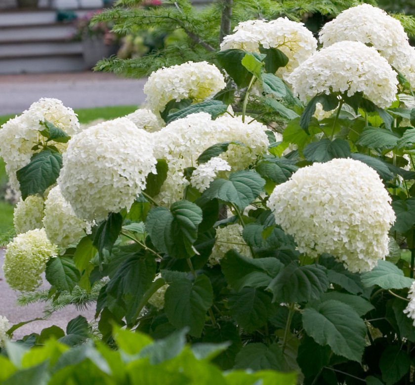 Hydrangea a. Incrediball® - Image 2