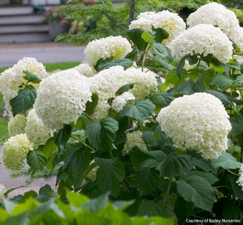 Hydrangea a. Incrediball®