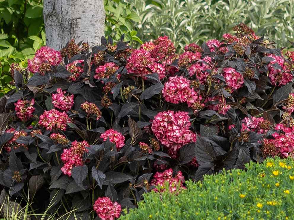 Hydrangea m. Eclipse® - Image 2