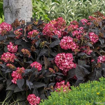 Hydrangea m. Eclipse®