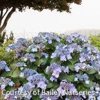 Hydrangea m. Endless Summer® Pop Star®
