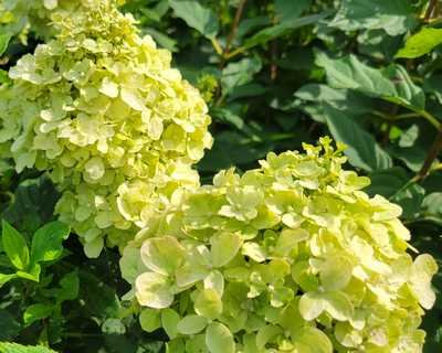 Hydrangea p. Limelight® - Image 2