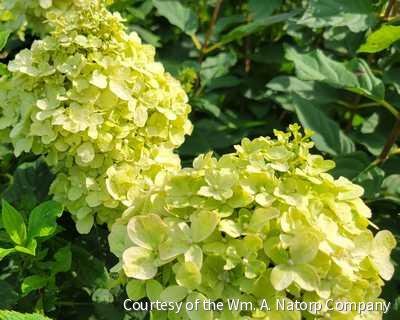 Hydrangea p. Limelight®