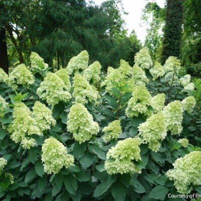 Hydrangea p. Limelight Prime®
