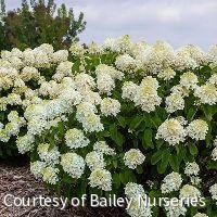 Hydrangea p. Little Hottie®