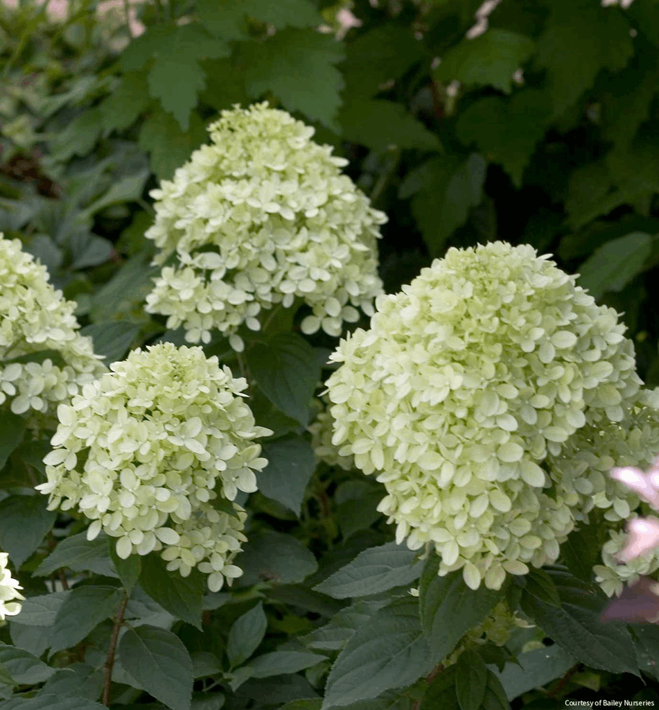 Hydrangea p. Little Lime®