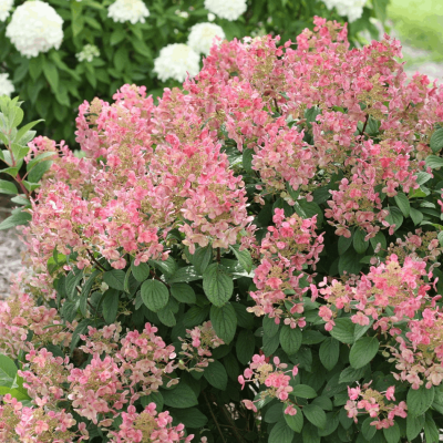 Hydrangea p. Little Quick Fire®