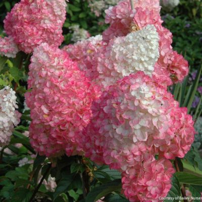 Hydrangea p. Vanilla Strawberry™