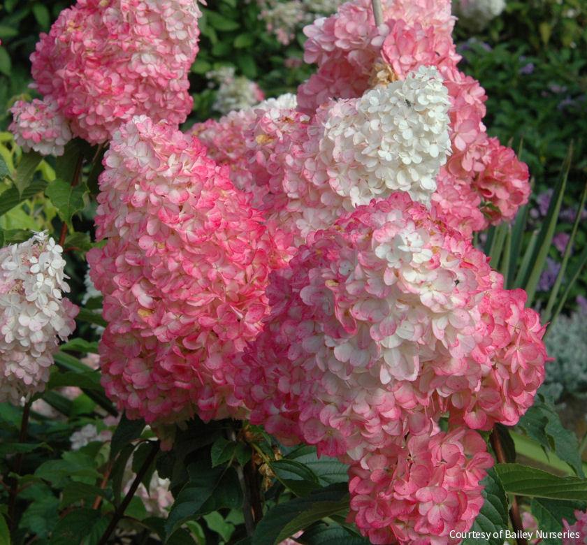 Hydrangea p. Vanilla Strawberry™