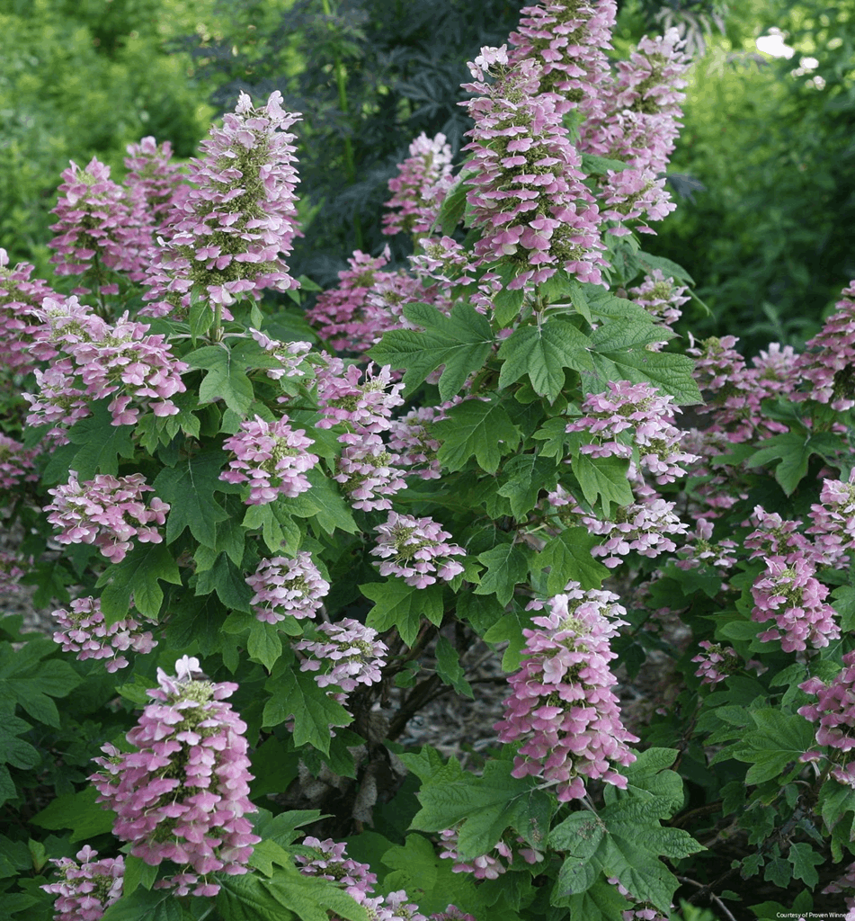 Hydrangea q. Gatsby Pink®