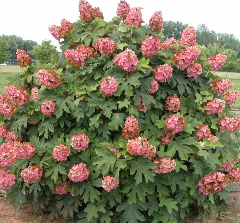 Hydrangea q. 'Munchkin' - Image 2