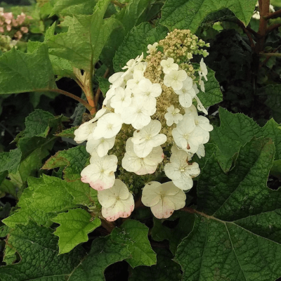 Hydrangea q. 'Pee Wee'