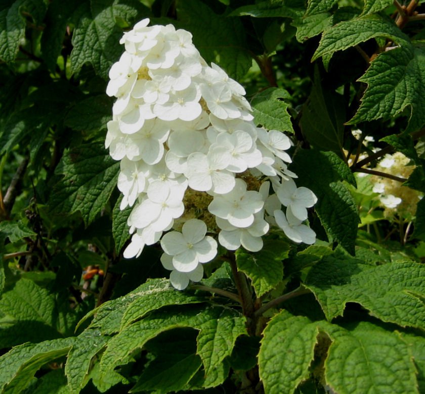 Hydrangea q. 'Snow Queen' - Image 2