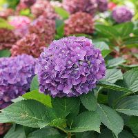 Hydrangea x Let's Dance ¡Arriba!® - Image 2