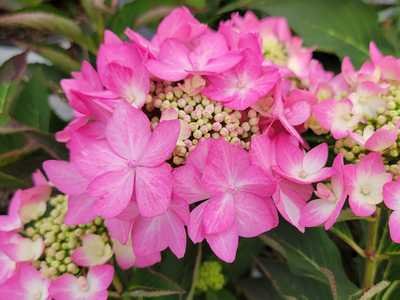 Hydrangea x Let's Dance Can Do!™ - Image 2