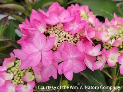 Hydrangea x Let's Dance Can Do!™