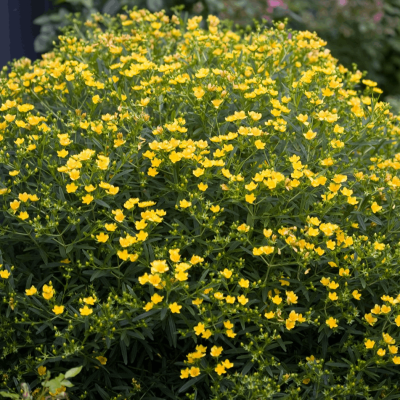 Hypericum Sunny Boulevard®