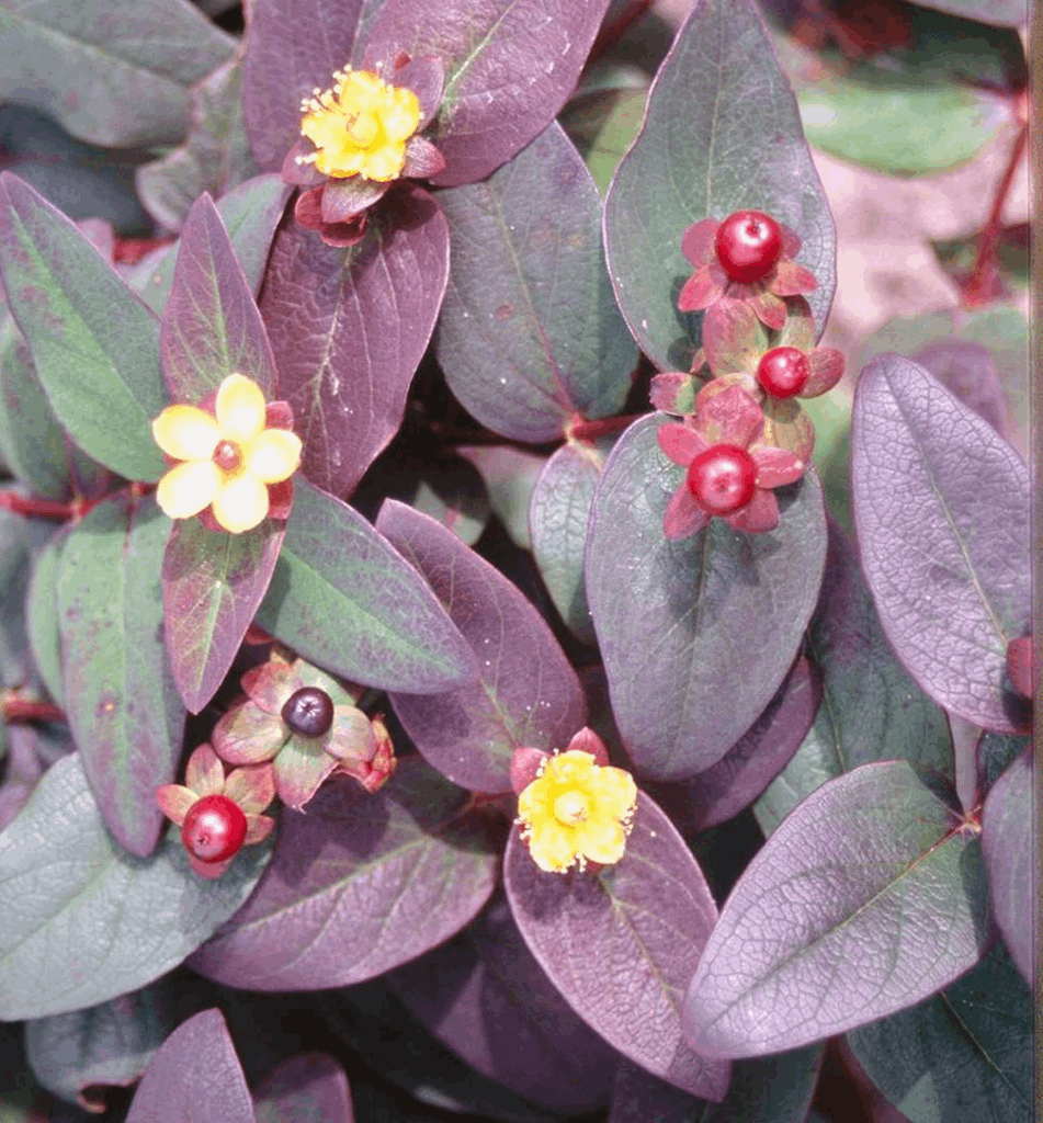 Hypericum a. 'Albury Purple' - Image 2