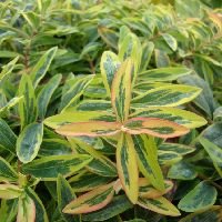 Hypericum c. 'Fiesta' - Image 2