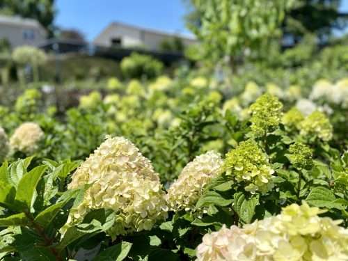 Discovering the Beauty of Panicle Hydrangeas
