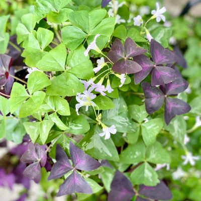 Shamrock